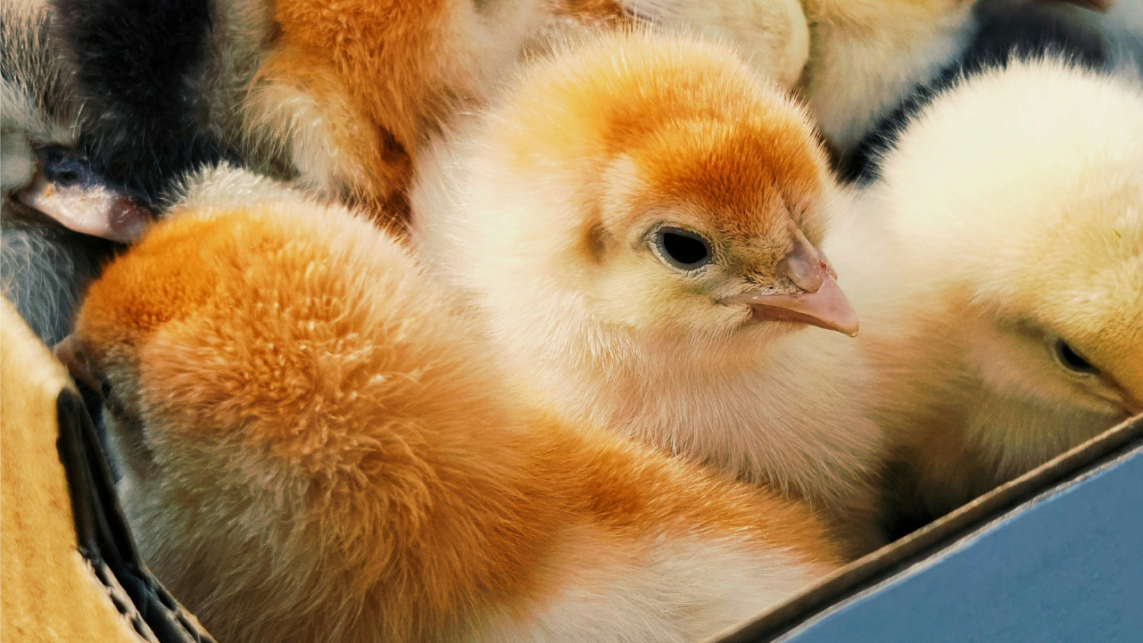 Empresa avícola importa pollitas vivas sin demoras